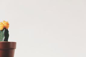 Flower Pot Cactus