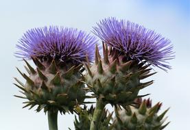 Thistle Flower Plant