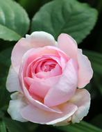 Rose Flower Pink