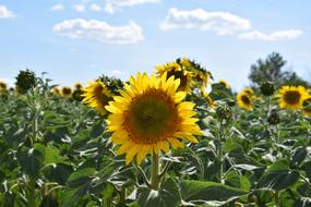 Sunflower Field Sky