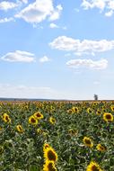 Sunflowers Field and blue sky view