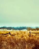 landscape of yellow fields
