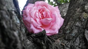 Tree Pink Rose Blossom