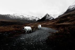 sheep on mountain path