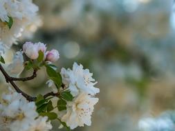 Nature Flowers Petals