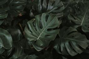 Green Leaf Plant