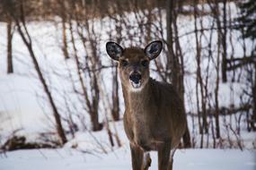 Deer Animal Wildlife