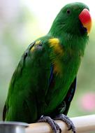 Green parrot bird photo view