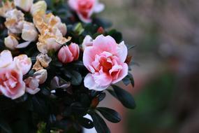 closeup photo of pink flowers bouquet