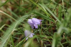 Bluebell Flowers Summer Flower