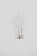 one-legged tree in the snow