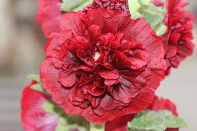 Flower Beauty Nature