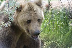 furry bear in the grass