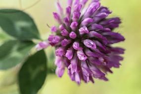 Flower Single Summer