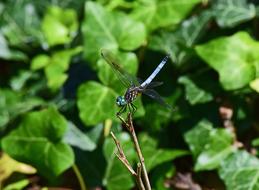 Blue Dragonfly Insect