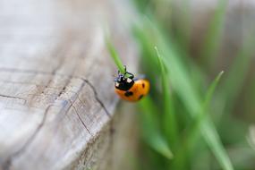 Lady Bug Insect Green