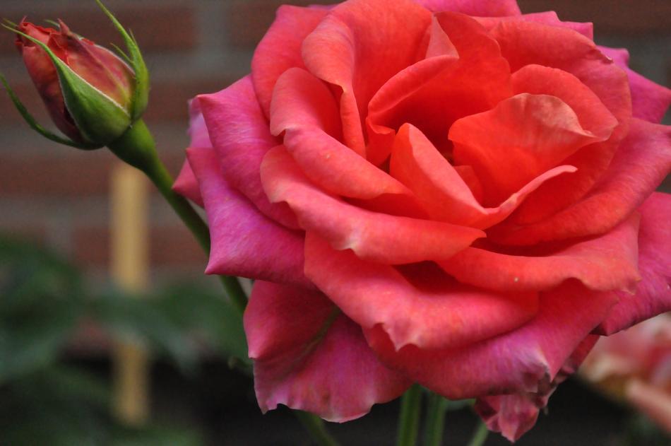 Blooming rose Pink Flower Garden