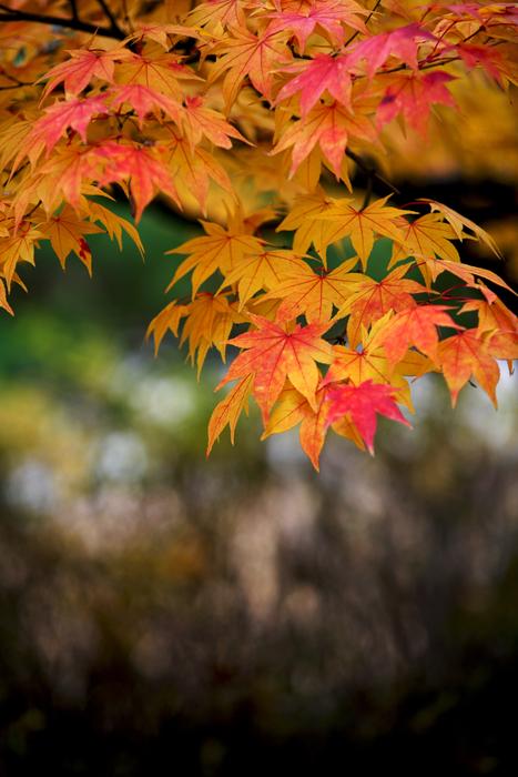 Autumn Leaves Red