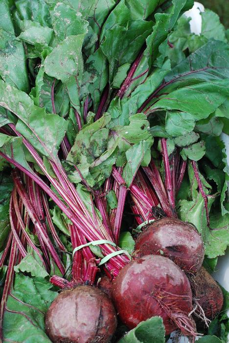 fresh pink beets