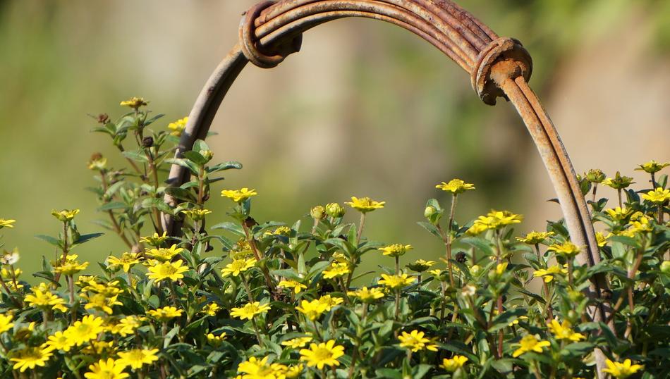 Garden Flowers in Nature Closeup picture