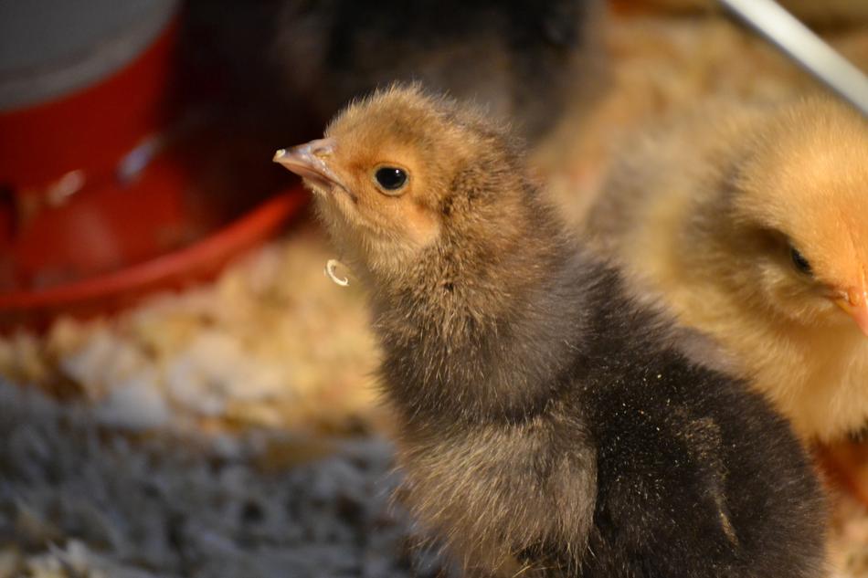 newborn Chicks macro view