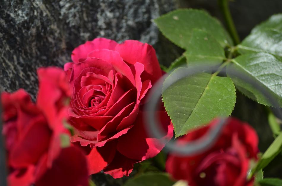 Red Roses Flowers in the garden