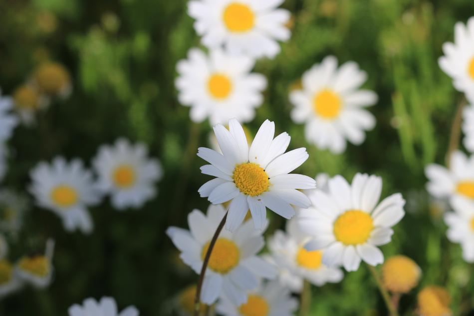 Daisy Green Flower