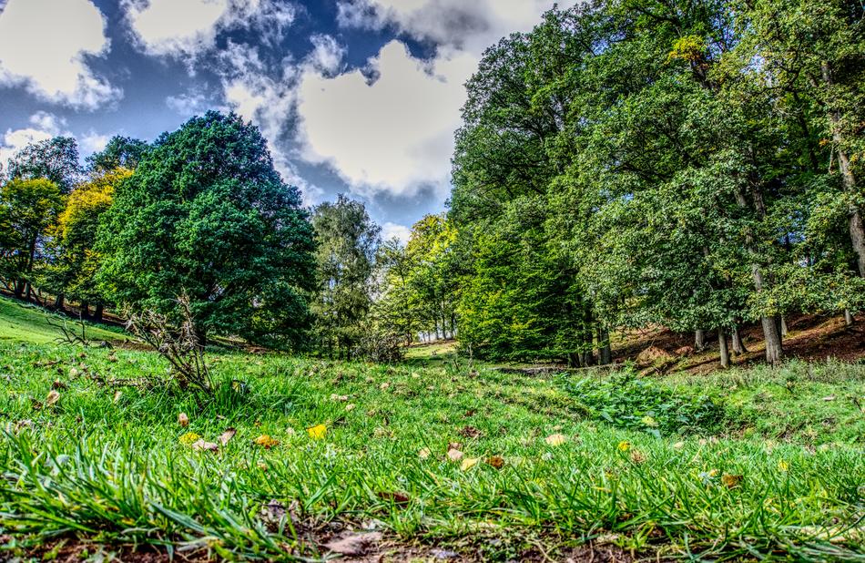 green meadow in trees landscape