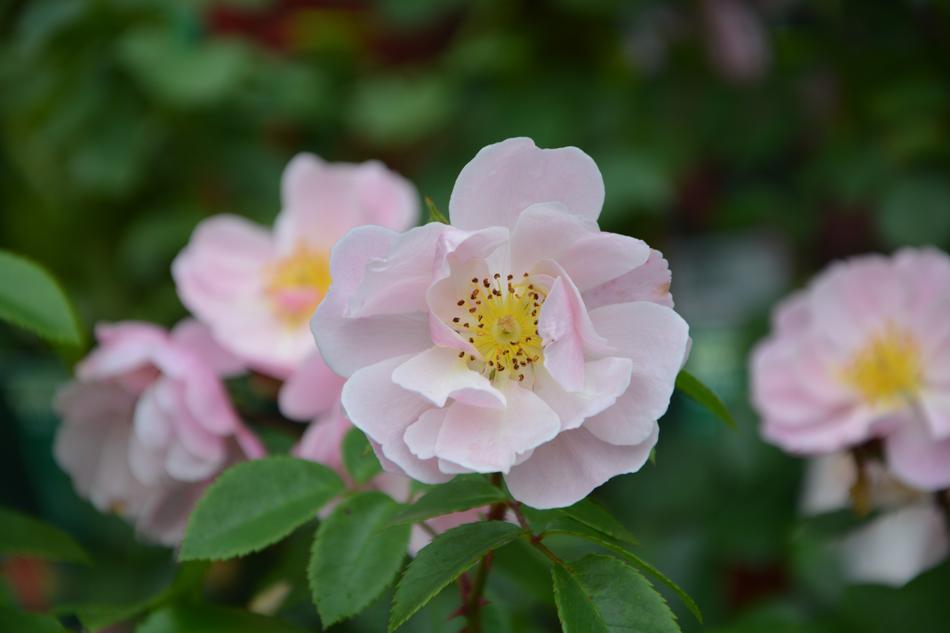 an unusual flower in green foliage