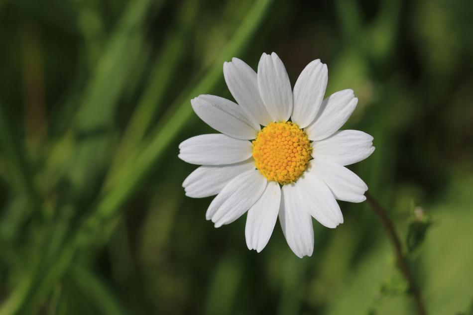 a white lonely daisy in a green field