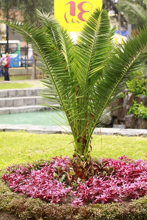 Green Plant in park