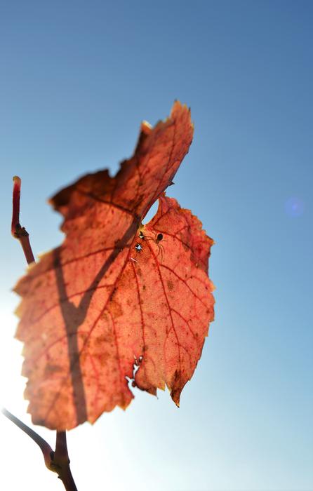 a dry beautiful leaf in the blue sky