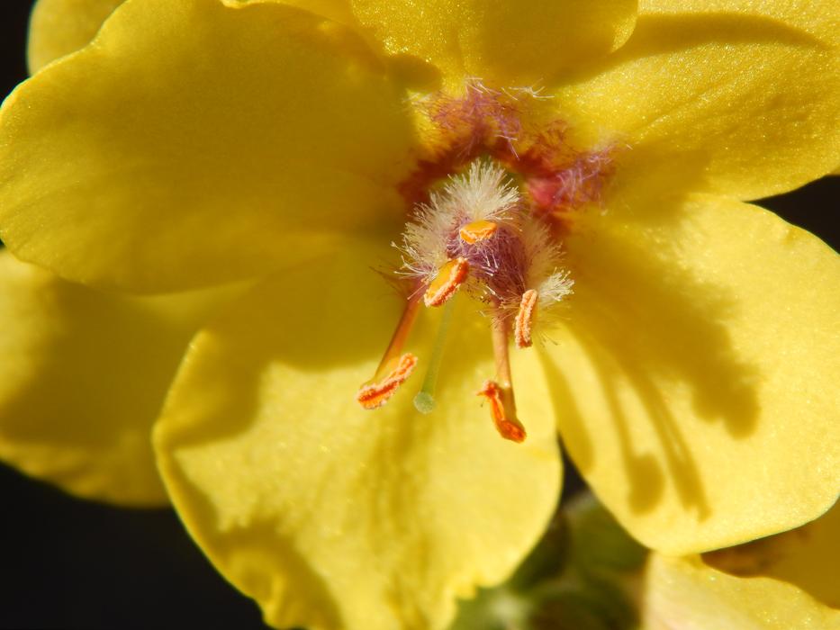 Flower Yellow