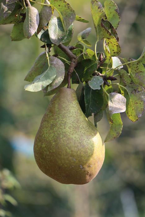 ripe sweet pear on a branch