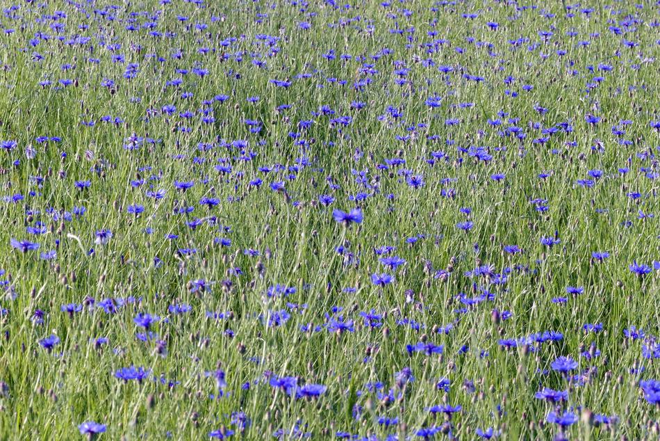 The Beasts Of Cornflowers Flowers