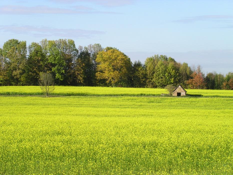 wooden house in the meadow