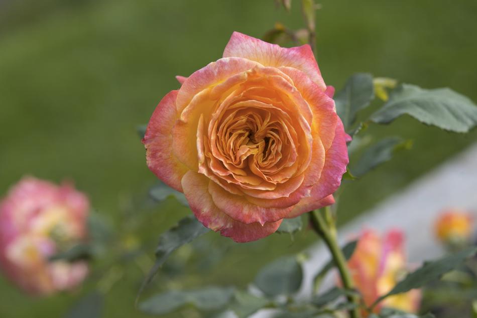 orange rose in green water