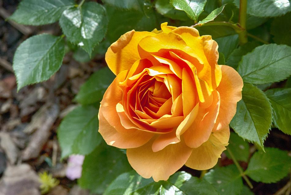 yellow Rose Blossom closeup photo