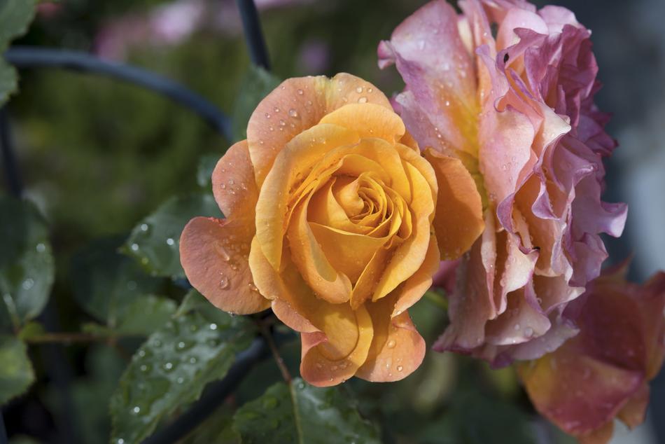an unusual rose in green foliage