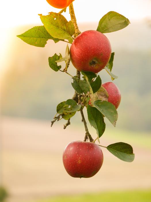 apples on a stem with foliage