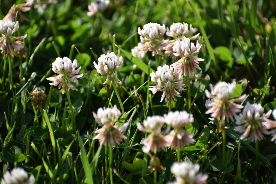 little white flowers in the grass