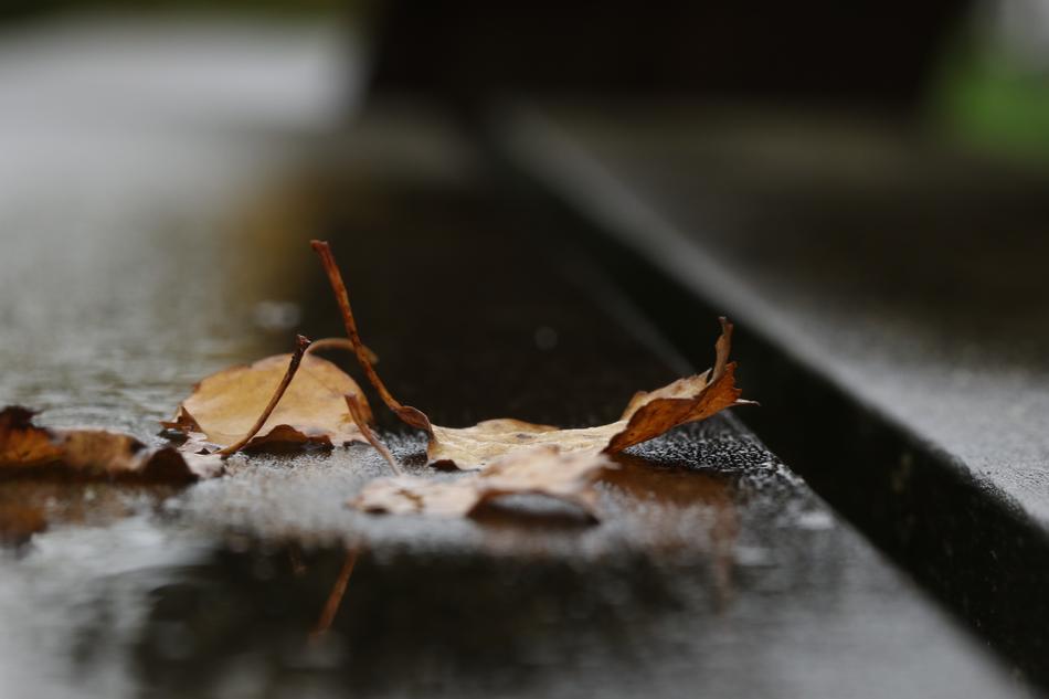 a dry leaf on wet ground