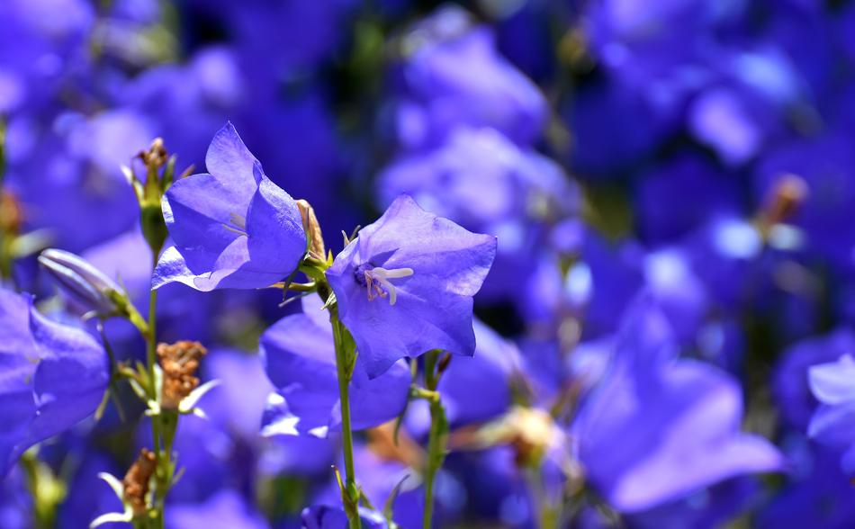 purple flowers in the field are beautiful
