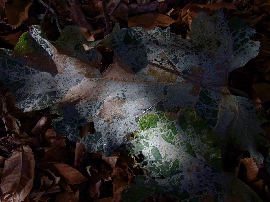 Fall Leaf at shadow