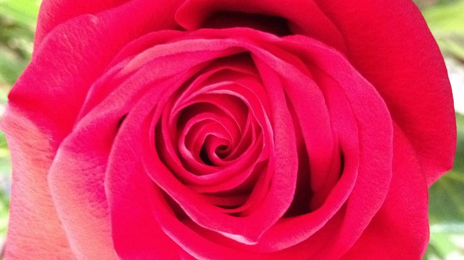 red rose magnificent landscape