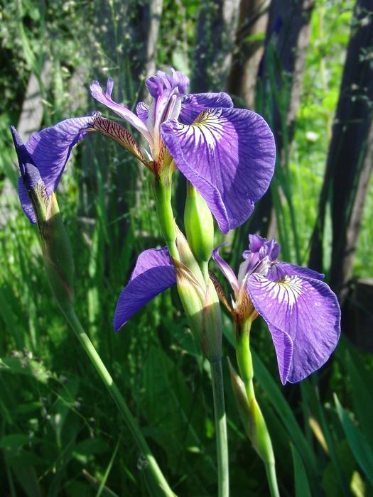 a beautiful crocus in the grass