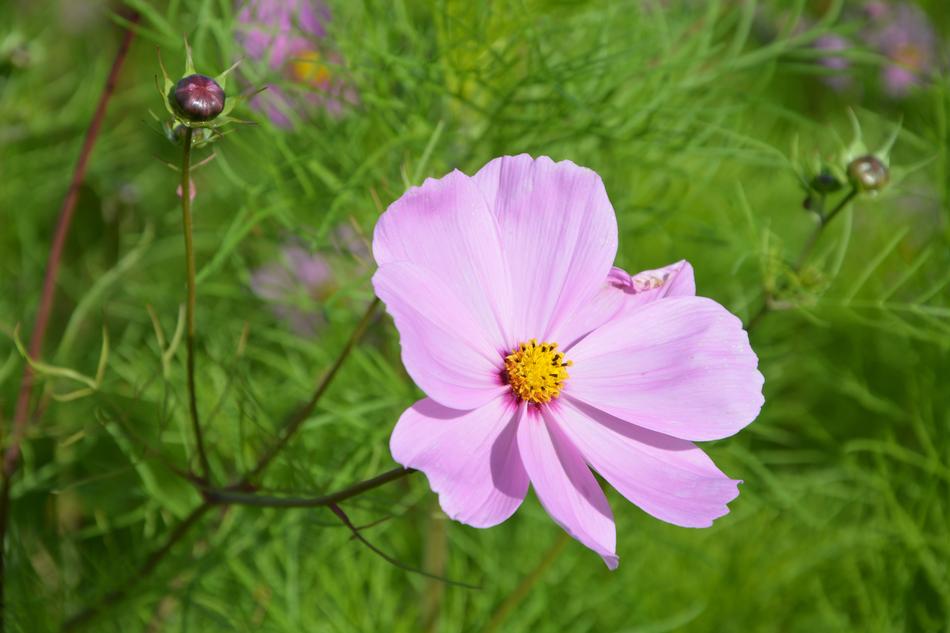 Pink Flower Nature Garden Green