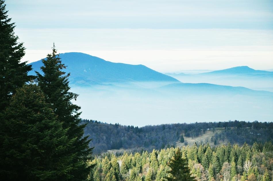 green trees with mountains in the clouds