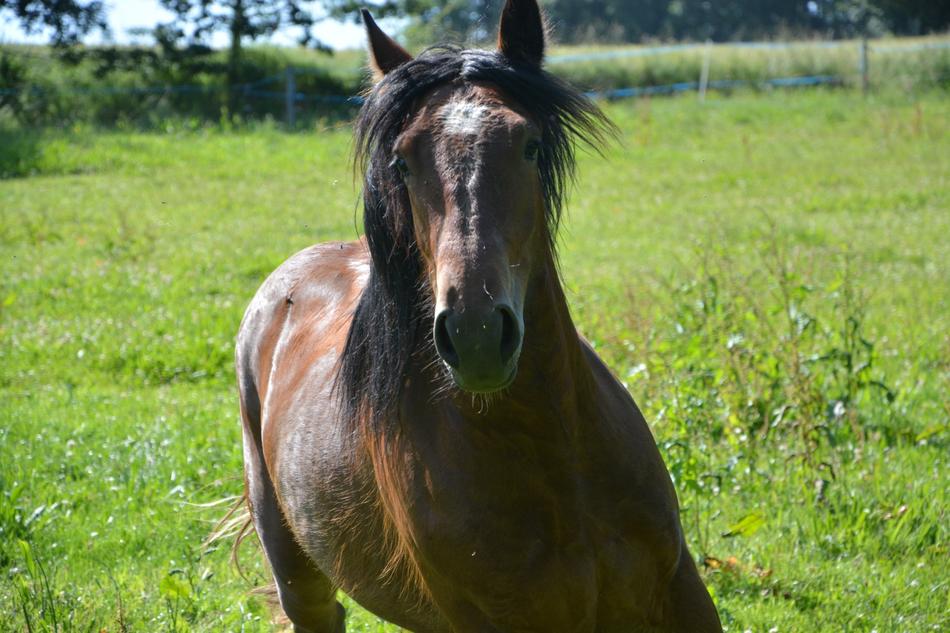 Horse Run Head
