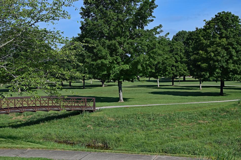 green trees in a large garden